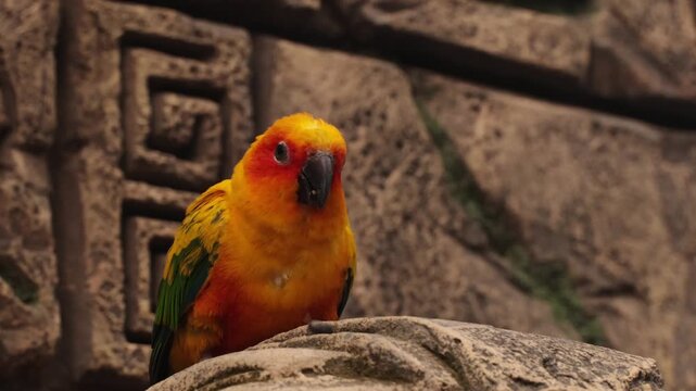 Vibrant sun conure perched on a rock with ancient stone carvings in the background. The bird displays bright yellow and green feathers