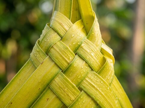 Extreme Macro of Traditional Indonesian Janur Young Coconut Leaf Weaving with Morning Dew