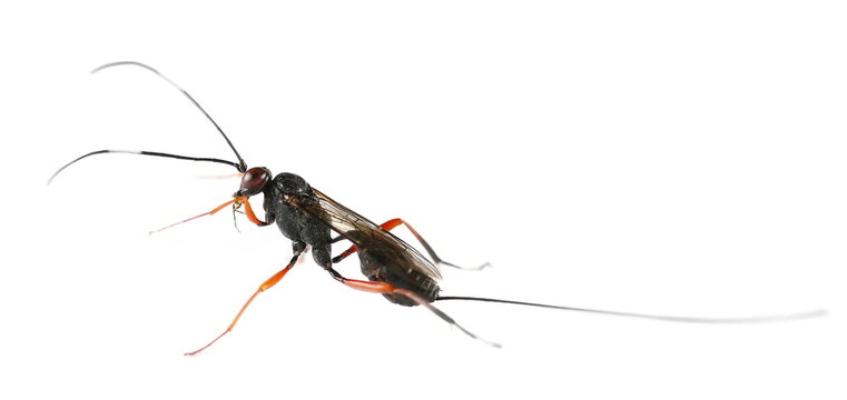 Parasitic wasp, Ichneumonidae isplated on white background, side view