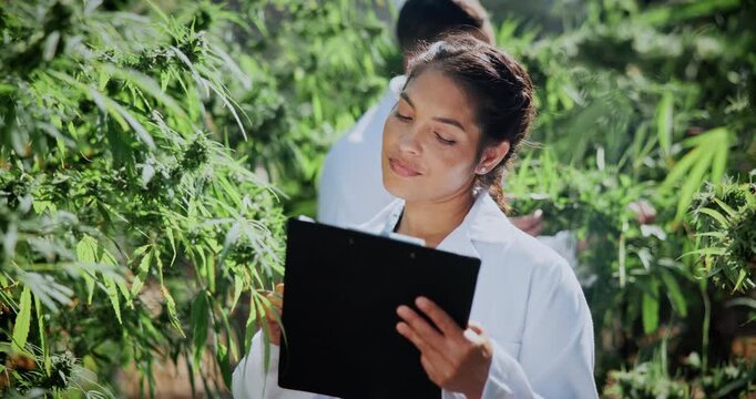 Marijuana, woman and scientist with clipboard in greenhouse for cannabis inspection with online research. Sustainability, checklist and female botanist with hemp check for growth at plant nursery.