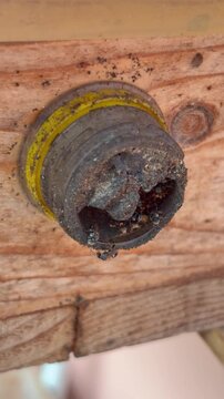 Close-up of a stingless bee nest entrance covered with thick propolis and surrounded by active stingless bees, highlighting natural hive behavior and pollinator ecology