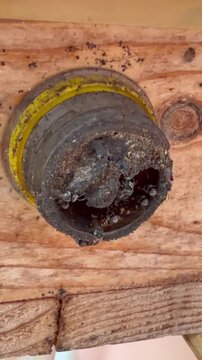Close-up of a stingless bee nest entrance covered with thick propolis and surrounded by active stingless bees, highlighting natural hive behavior and pollinator ecology