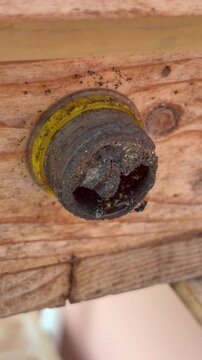 Close-up of a stingless bee nest entrance covered with thick propolis and surrounded by active stingless bees, highlighting natural hive behavior and pollinator ecology