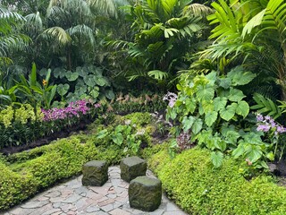 Obraz premium Scenic view of the lush tropical landscape inside the famous Singapore Botanic Gardens, famous green public park