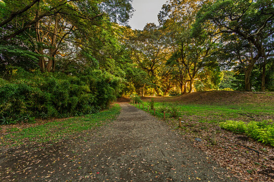 Walking path through the woods and bamboo grove at Hamarikyu Gardens October 2023