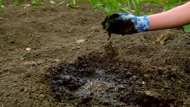 Planting hemp in the garden. Selective focus.