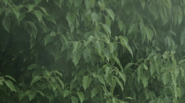台風の強風で葉が激しく揺れる自然風景　災害や気象変化を表すイメージ