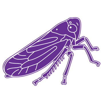 Purple cicada insect illustration on isolated background