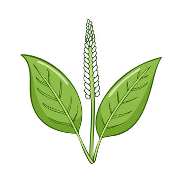 Green plant with lanceolate leaves and a tall white inflorescence spike
