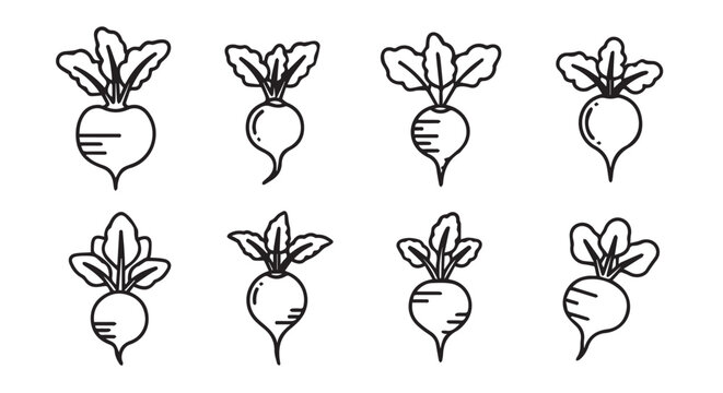 Hand drawn line art illustration of assorted beet root vegetables in a simple set with vegetable beetroot agriculture illustration botanical ingredient vegetarian monochrome artistic culinary