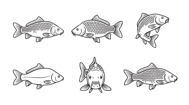 Collection of hand drawn carp fish sketches with fish farm collection wildlife illustration isolated freshwater decorative swimming movement biological creature