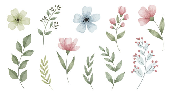 Watercolor Floral Elements: Flowers and Leaves Isolated on White