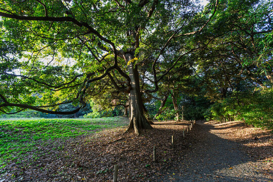 Quiet walking path with sunlight filtering through a magnificent large tree at Hamarikyu Gardens October 2023
