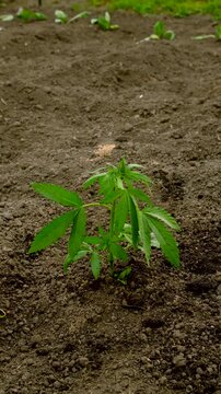 Planting hemp in the garden. Selective focus.
