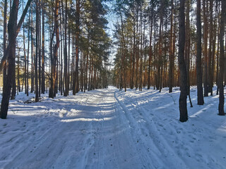 Fototapeta premium Snow-covered forest road through a sunny pine forest on a bright winter day, with long blue shadows on the snow and warm sunlight on the trunks. Las Milowy, Wesola, Warsaw, Poland. No people.