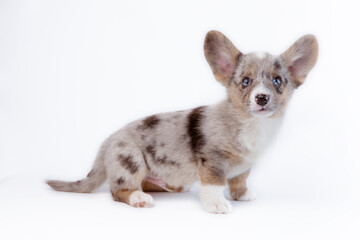 Naklejka premium cute and funny Welsh Corgi Cardigan Merle puppy sitting on a white background