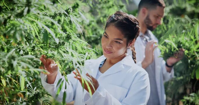 Woman, cannabis or scientist with plants for natural growth, grade experiment or examination. Female person, botanist or marijuana chemist monitoring leaves for science research, weed strain or drugs