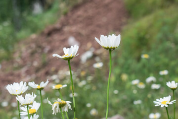 bellis perennis, A patch of vibrant green grass with a cluster of white daisies featuring bright yellow centers. Natural light illuminates the delicate petals. Springtime scene,  oxeye daisy © ASIF NASEEM