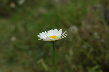 bellis perennis, A patch of vibrant green grass with a cluster of white daisies featuring bright yellow centers. Natural light illuminates the delicate petals. Springtime scene,  oxeye daisy © ASIF NASEEM