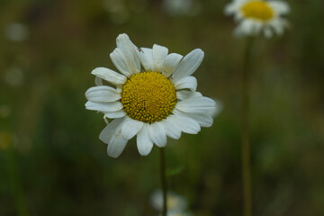bellis perennis, A patch of vibrant green grass with a cluster of white daisies featuring bright yellow centers. Natural light illuminates the delicate petals. Springtime scene,  oxeye daisy © ASIF NASEEM