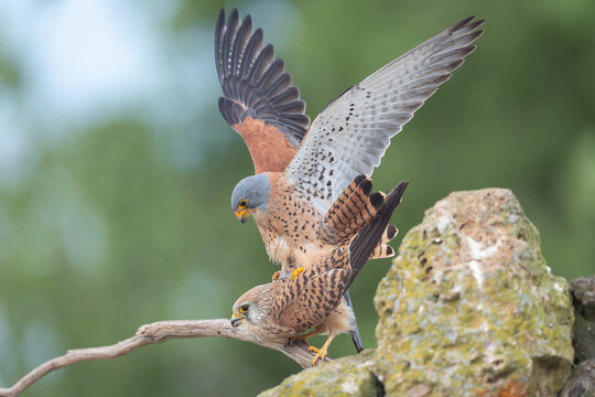 Pair of Lesser Kestrels (Falco naumanni) displaying courtship behavior on a rocky perch in El Taray, Spain. Wildlife scene showing raptors in their natural Mediterranean habitat.
