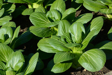 Fototapeta premium Pak Choi, Brassica rapa chinensis Syn. Brassica campestris chinensis