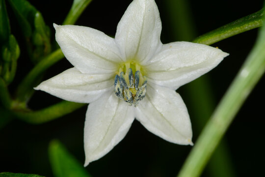 Paprika,  Gem&uuml;sepaprika, Capsicum annuum, Einzelbl&uuml;te,  Bl&uuml;tendetail