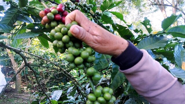 Handpicking green unripe coffee beans