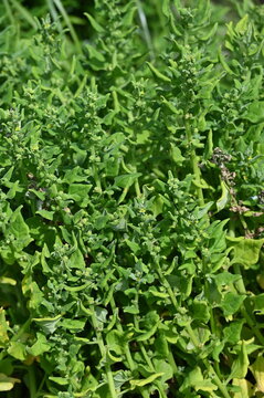 Neuseel&auml;nder Spinat, Tetragonia tetragonoides, spinat&auml;hnliches Gem&uuml;se in einem Gem&uuml;sebeet