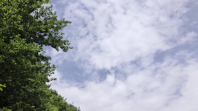 Cielo azzurro con nuvole leggere e chioma verde di alberi, mentre un falco volteggia in alto
