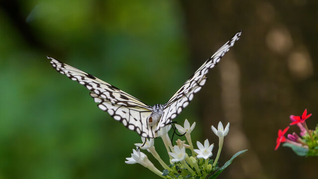 Beautiful back view of a paper kite butterfly spreading its large patterned wings on a white pentas flower in summer