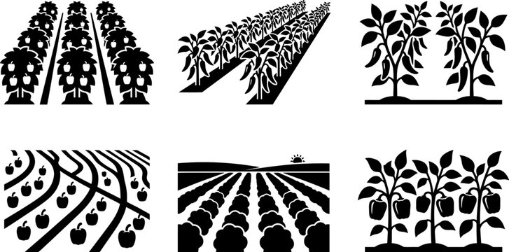 Set of stylized black icons showing agricultural fields and pepper plants, emphasizing rows of crops and different planting patterns.