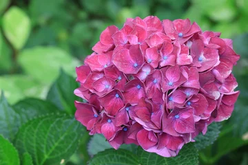 Fototapeten Pink アジサイ  © kosumi