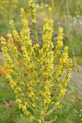 Obraz premium Königskerze, Pracht-Königskerze, Verbascum speciosum, Blüte