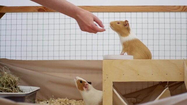 Owner giving a treat to a small pet guinea pig living in a large wooden and wire cage at home