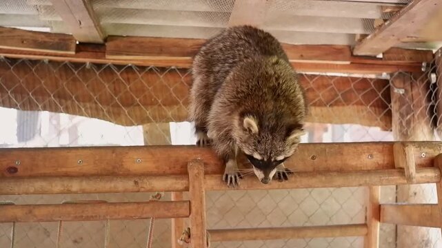 Cute raccoon carefully climbing down a rustic wooden structure inside its enclosure at the zoo