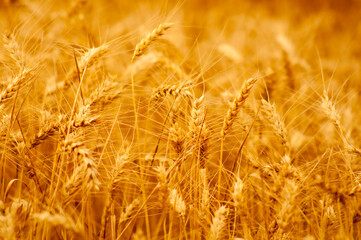 Obraz premium Wheat field on a sunny summer day against blue sky and white clouds