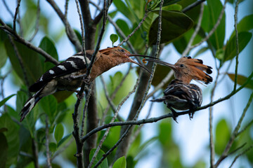 Two Eurasian Hoopoe (Upupa epops) on a tree © Champ