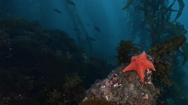 Bat star holding on to rock in surge.