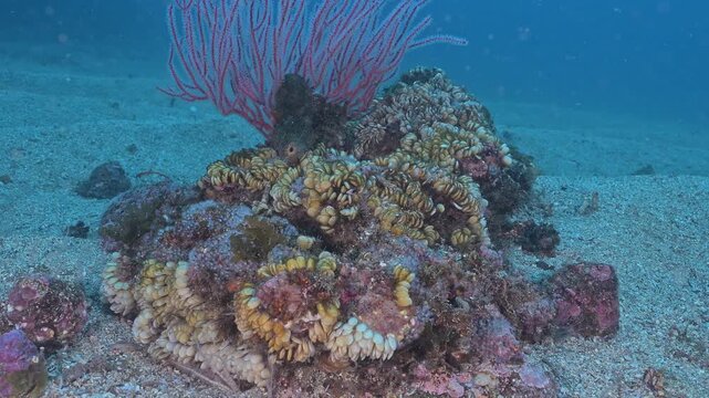 Kellets whelk egg masses cover small reef rock.