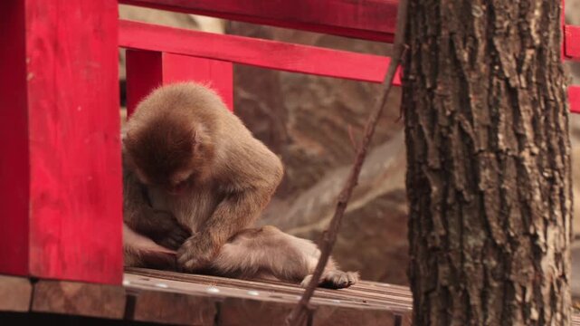 Young brown monkey sits on a wooden bench, grooming itself. The background features a red wooden bridge and trees, creating a natural setting