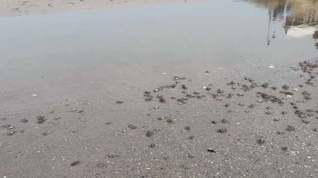Small sand bubbler crab and tiny sand balls on the beach