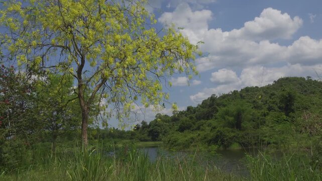 Yellow Blossom Tree Swaying by Jungle Lake Under Moving Clouds