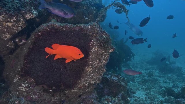 Male garibaldi guarding his egg nest with school of blacksmith around.