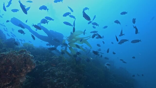 Scuba diver swims along rock reef with congregation of blacsmith.