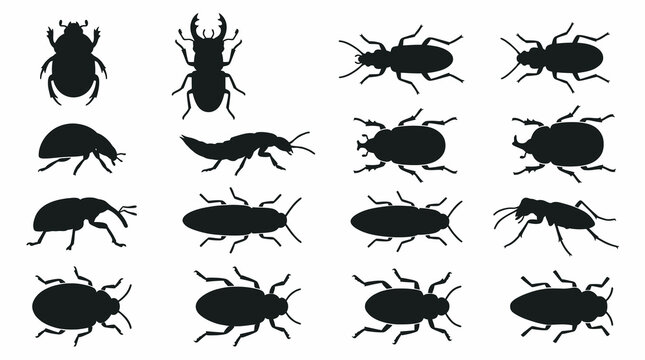 Vector illustration set of simple beetle silhouettes, minimalist black icons of generic insects, bugs, and coleoptera variations including a stag beetle, weevil, and ladybug in both top-view anatomica