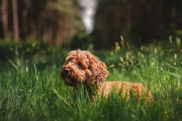 Fototapeta premium Cockapoo dog puppy playing in the grass, woodland forest dog walk photo