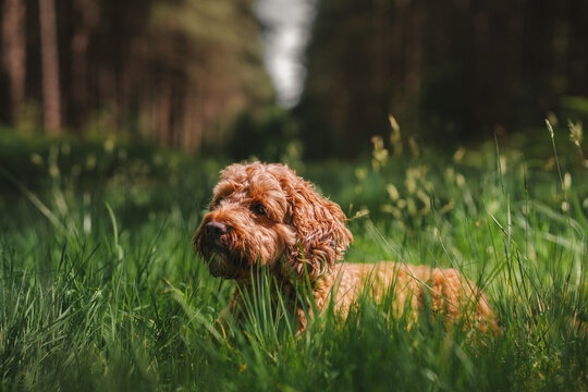 Cockapoo dog puppy playing in the grass, woodland forest dog walk photo