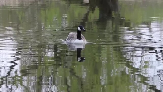 A canada goose swimming gracefully on a calm, reflective pond in a park
