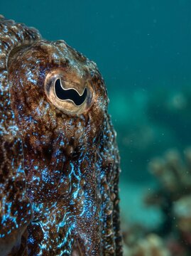 Close-up of a cuttlefish eye underwater